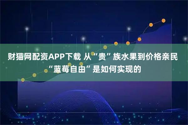 财猫网配资APP下载 从“贵”族水果到价格亲民 “蓝莓自由”是如何实现的